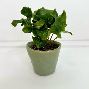 Super Cute Little Sage Green Glazed Ceramic Planter